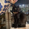 お星様の様なお目目が印象的な黒猫ちゃん サムネイル2