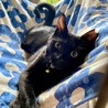 お星様の様なお目目が印象的な黒猫ちゃん サムネイル3