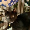 お星様の様なお目目が印象的な黒猫ちゃん サムネイル4
