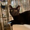 お星様の様なお目目が印象的な黒猫ちゃん サムネイル5