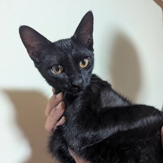 かわいい4兄弟姉妹　ミミクロちゃん