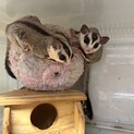 フクロモモンガ里親募集です！10匹程います