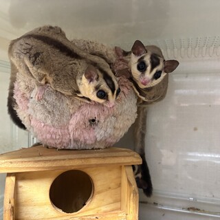 フクロモモンガ里親募集です！10匹程います