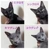 かわいい4兄弟姉妹　ミミクロちゃん サムネイル5