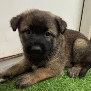 早々にお迎え有難うございました！