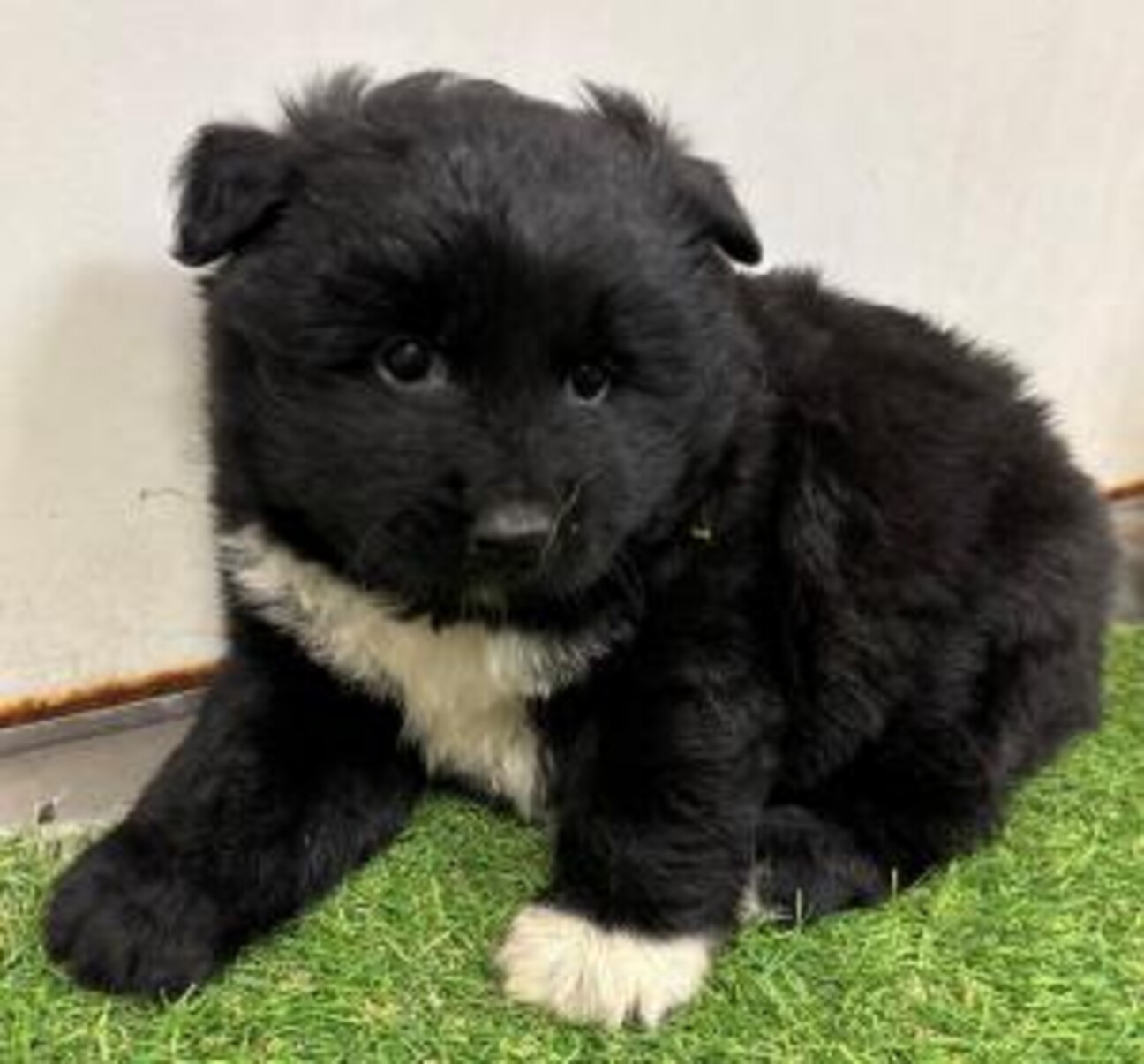 8匹わんこの大家族様 25-W128 赤ちゃん」滋賀県 - 犬の里親募集(515115) :: ペットの