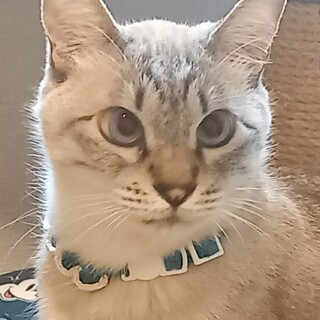 足～もとに～♪スリスリ♥碧い目のルパンくん