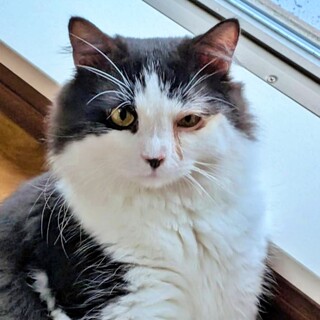 甘えん坊BOY＆遊び好き♪黒白マンチカン♡ぼっくん