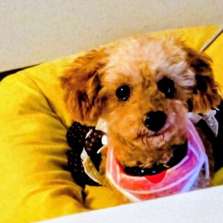 攻撃性がなく穏やかで優しいベルちゃん