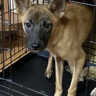 保健所からレスキュー！小さめのルックちゃん