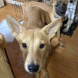 保健所からレスキュー！おっとりしているタイタン