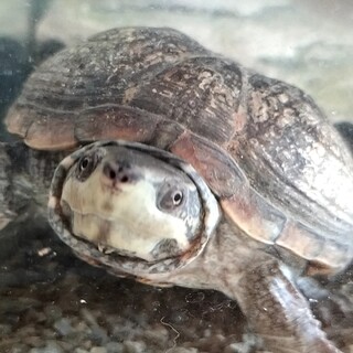 どんくさ可愛いミシシッピニオイガメ