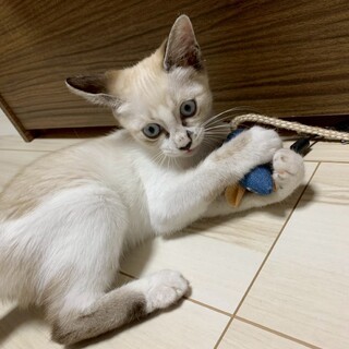 怖がりだけど甘えん坊のかえでちゃん！