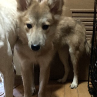 保健所からレスキュー！フワモコのシャリオ君