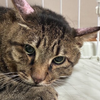 ビビリですが穏やかなキジ猫