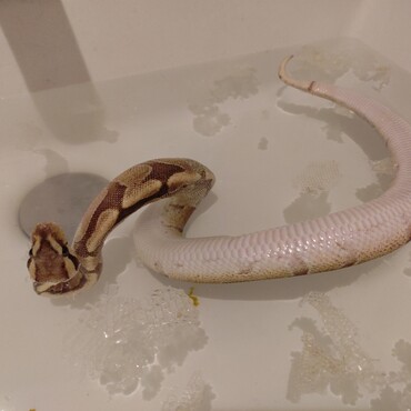 脱皮が出来ないのでお湯でぷかぷかすることから練習