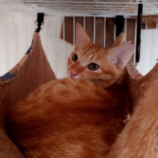 茶トラ　子猫　とても甘えん坊