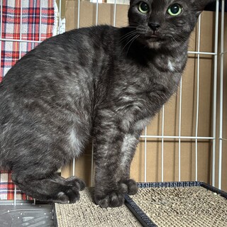 健康な１０歳くらいの女の子