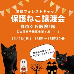 保護猫譲渡会　名古屋市　内科医院2階で！
