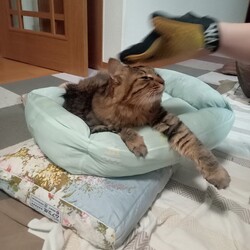 「ねこパン？！」サムネイル3