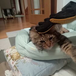 「ねこパン？！」サムネイル2