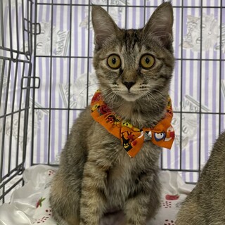 甘えん坊♡花ちゃん５ヶ月4兄妹