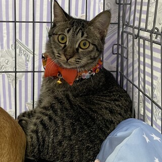 控えめな女の子♡葉月ちゃん７ヶ月4兄妹