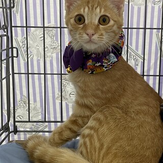 やんちゃボーイ♡風太くん７ヶ月4兄妹