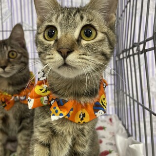 凛々しい顔立ち♡飛鳥ちゃん７ヶ月４兄妹