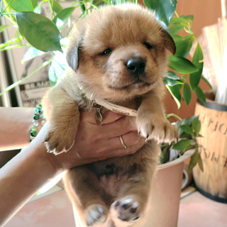 秋の実り組さんの『のみ』君