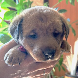 秋の実り組さんの『のり』ちゃん