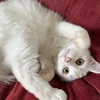 目がクリクリ美猫のアオくんです❗️