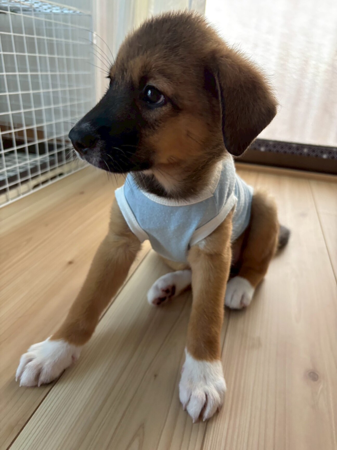 約2ヶ月の男の子【ピオーネ】」愛媛県 - 犬の里親募集(526574