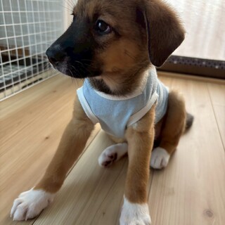 約2ヶ月の男の子【ピオーネ】