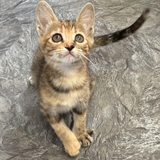 珍しい柄のいくらちゃん♡