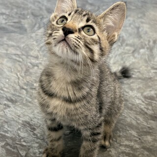 カギしっぽのキャビアくん♡