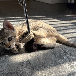 気が強くなりつつある たらこちゃん♡