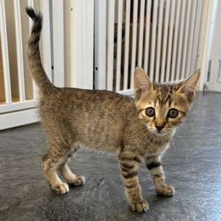 遊ぶの大好き ししゃもちゃん♡