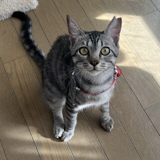 チーターベビー(灰)♡里親様募集～♡まなあきちゃん御予約♥(*´艸｀*) チーターベビー(灰)♡里親様募集～♡まなあきちゃん御予約♥(*´