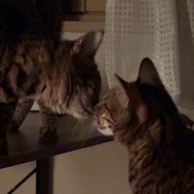 ジルちゃんと菊ちゃんと蘭ちゃんのカバー写真