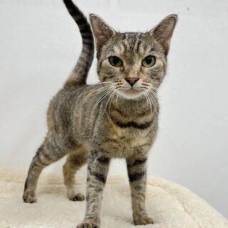 魅惑のスマートマンチカンちゃん☆