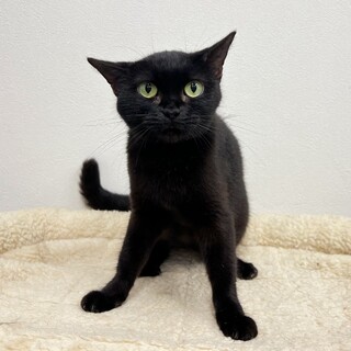 際立つ美しさ☆ブラックマンチカンちゃん