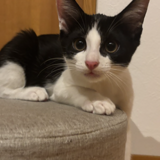 ちょっとビビり鍵しっぽのふくる君♡