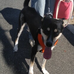 奈良のハチ君に会いに行った