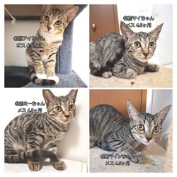 とだニャン保護猫譲渡会 サムネイル2