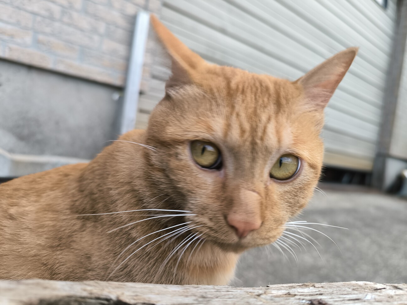 撫でられ好きの猫ちゃんです サムネイル2