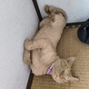 撫でられ好きの猫ちゃんです サムネイル3