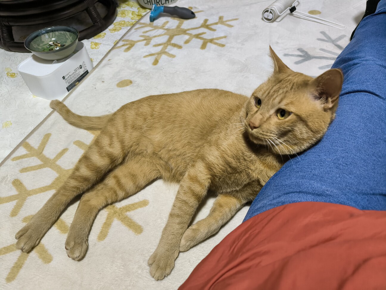 撫でられ好きの猫ちゃんです サムネイル4