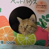 撫でられ好きの猫ちゃんです サムネイル5