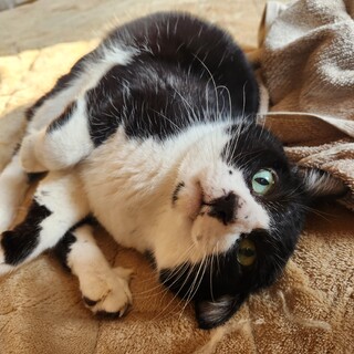 ビビりで臆病だから人がちょっと苦手な猫ちゃんです